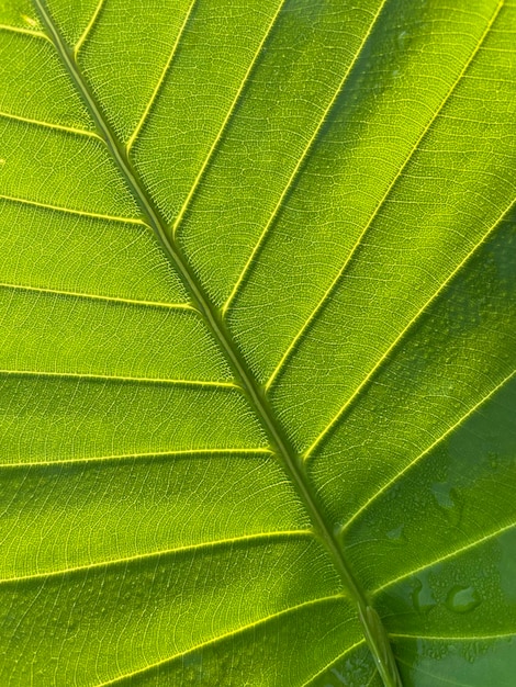 Fotografia completa della foglia