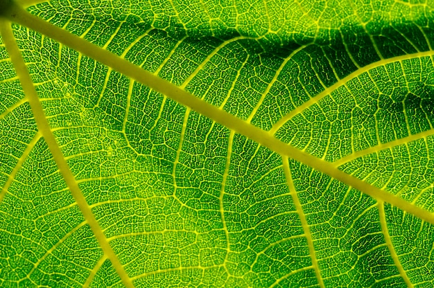 Fotografia completa della foglia