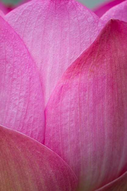 Fotografia completa della testa del fiore rosa