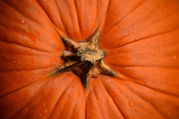 Fotografia completa della zucca