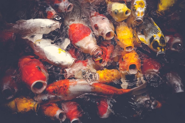 Fotografia completa delle carpe koi che nuotano nel lago