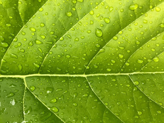 Fotografia completa delle foglie bagnate