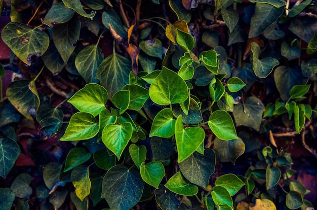 Fotografia completa delle foglie delle piante