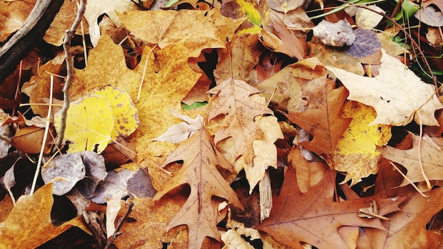 Fotografia completa delle foglie secche cadute