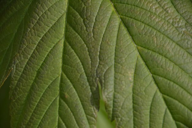 Fotografia completa delle foglie verdi