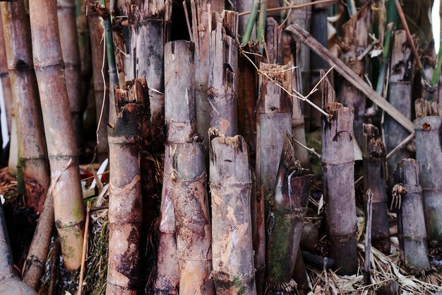 Fotografia completa delle piante di bambù nella foresta