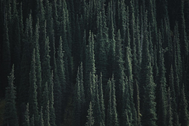 Fotografia completa di alberi lussureggianti nella foresta