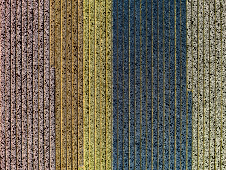 Foto fotografia completa di fiori colorati che crescono sul campo