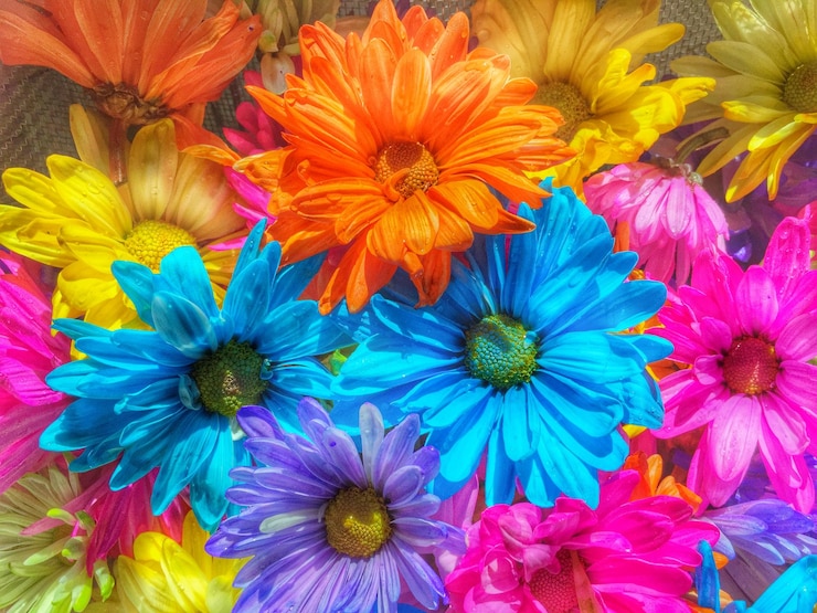 Foto fotografia completa di fiori multicolori in una giornata di sole