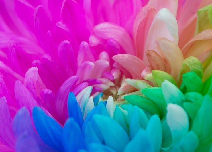 Foto fotografia completa di fiori multicolori