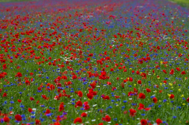 Fotografia completa di fiori multicolori