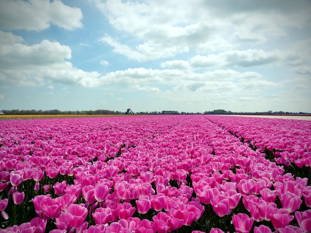 Fotografia completa di fiori rosa nel campo
