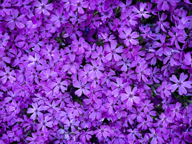 Fotografia completa di piante a fiori viola
