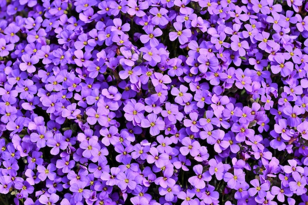 Fotografia completa di piante a fiori viola