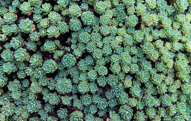 Fotografia completa di piante succulente che crescono all'aperto