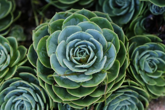 Fotografia completa di piante succulente