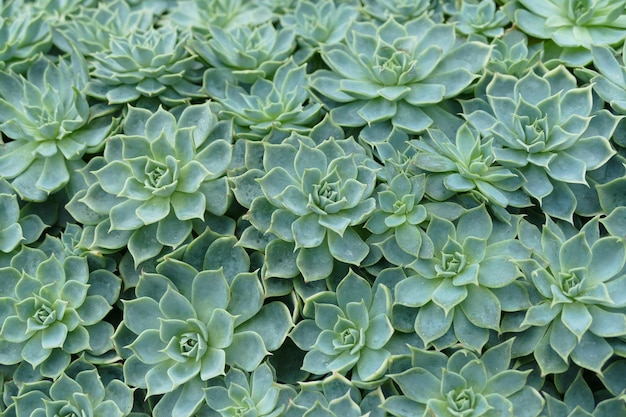 Fotografia completa di piante succulente