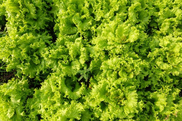 Fotografia completa di piante verdi fresche