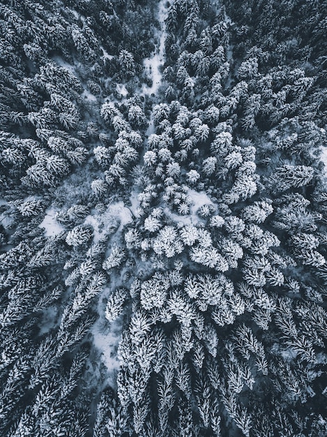 Fotografia completa di un albero nella foresta durante l'inverno