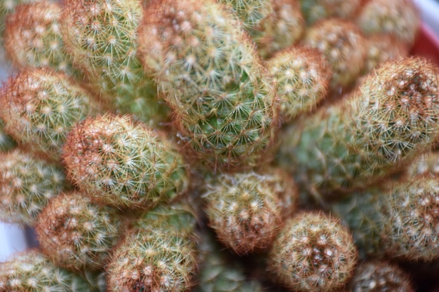 Fotografia completa di un cactus