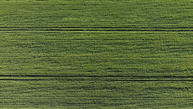 Fotografia completa di un campo agricolo