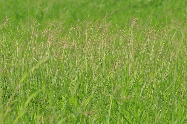 Fotografia completa di un campo erboso