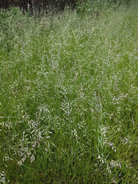 Fotografia completa di un campo erboso