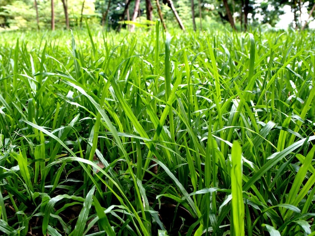 Fotografia completa di un campo erboso