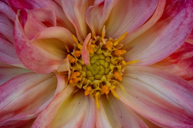 Fotografia completa di una pianta a fiore rosa