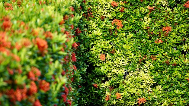 Fotografia completa di una pianta da fiore sul campo