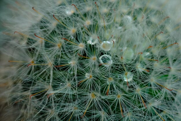 Fotografia completa di una pianta succulenta