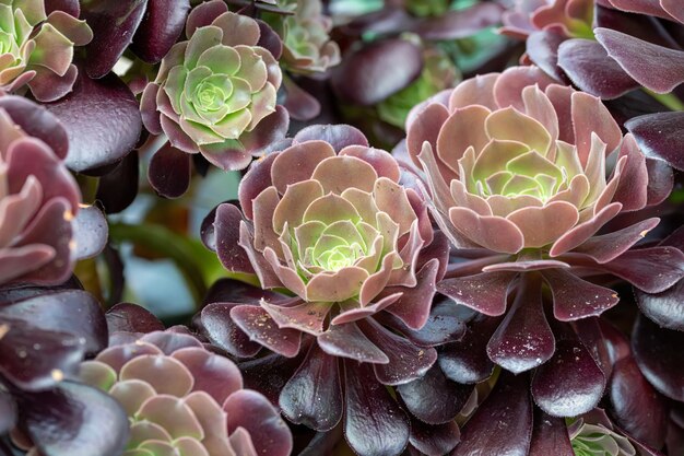 Fotografia completa di una pianta succulenta