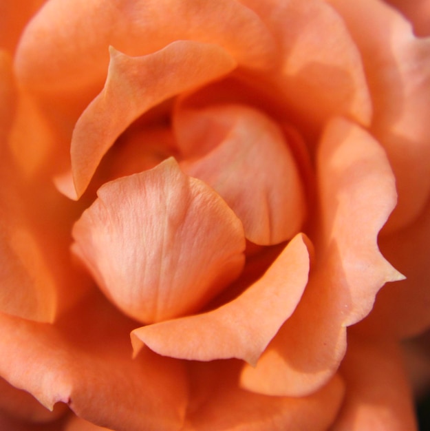 Fotografia completa di una rosa arancione