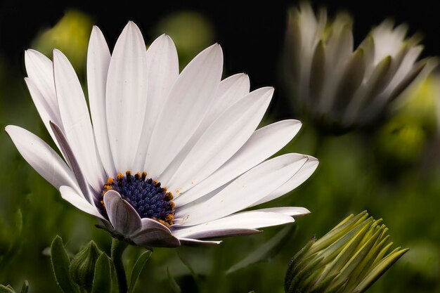 Fotografia con dettagli di un bel fiore