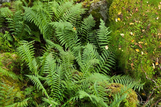 fotografia con paesaggi e natura in norvegia