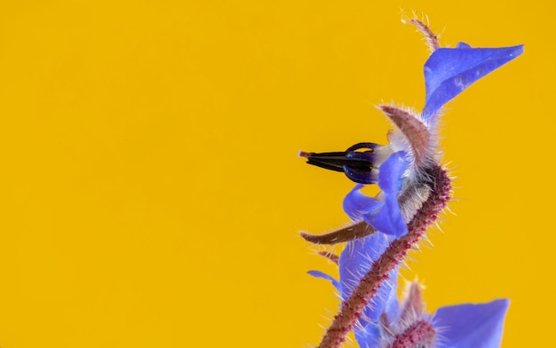 Fotografia d'arte dei fiori blu della pianta di borragine isolata su uno sfondo giallo