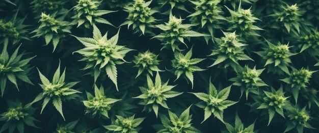 Fotografia dall'alto con messa a fuoco selettiva guardando in basso le piante di cannabis in vaso Le cime di due piante di marijuana sane viste dall'alto su uno sfondo nero