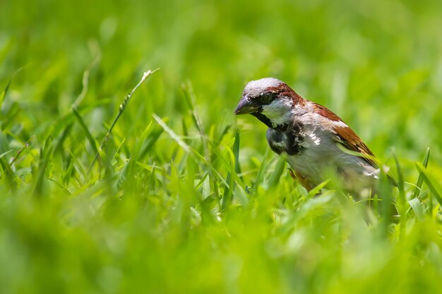 Fotografia degli uccelli Fotografia degli uccelli Fotografia degli uccelli più bella Fotografia della natura