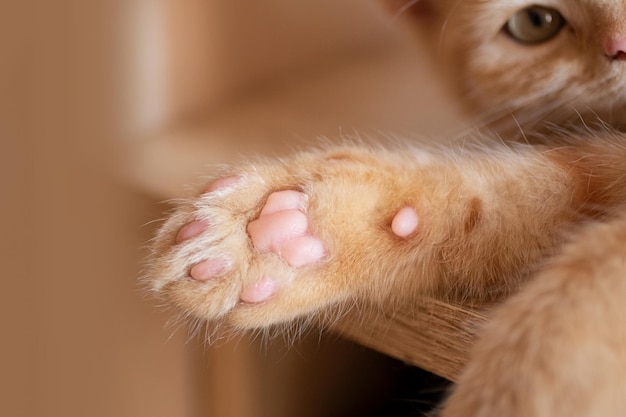 Fotografia del primo piano del gattino che dorme sul tavolo