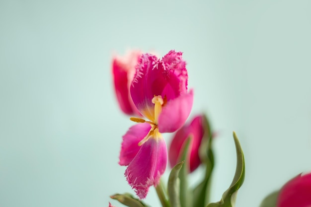 Fotografia del primo piano del mazzo dei tulipani rosa su fondo blu