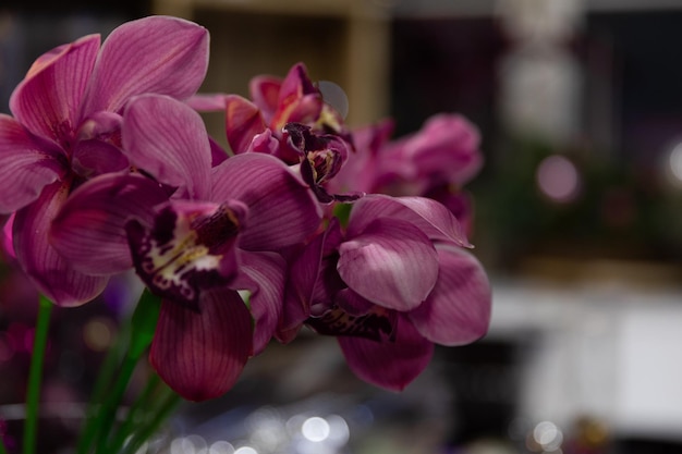 Fotografia del primo piano dell'orchidea con profondità di campo