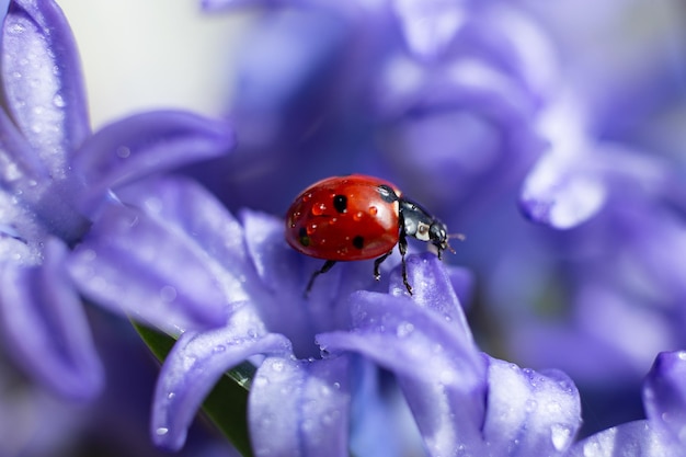 Fotografia del primo piano della coccinella sul concetto di petalSpring viola