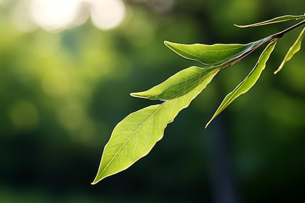 Fotografia dell'intelligenza artificiale generativa della luce naturale delle foglie di salice