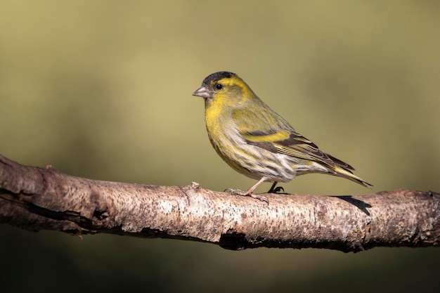 Fotografia della fauna selvatica