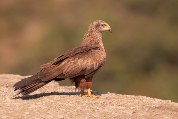 Fotografia della fauna selvatica