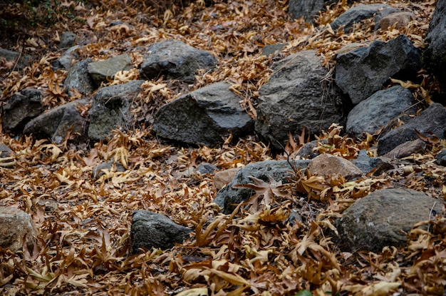 Fotografia della natura in pietra pareti in pietra foglie secche autunno pietre grigie rocce paesaggio di granito