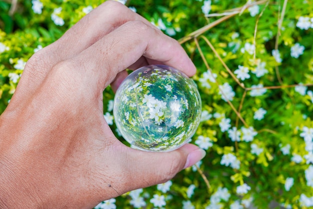 fotografia della sfera di cristallo dell'obiettivo della foto premium della pianta del fiore bianco di bellezza di Taiwan