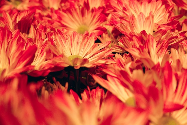 Fotografia dettagliata di fiori rosa