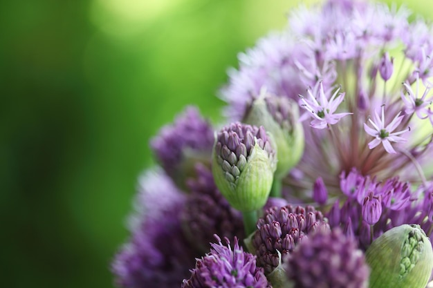 Fotografia dettagliata di fiori sullo sfondo sfocato