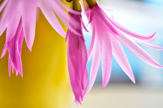 Fotografia dettagliata di fiori sullo sfondo sfocato